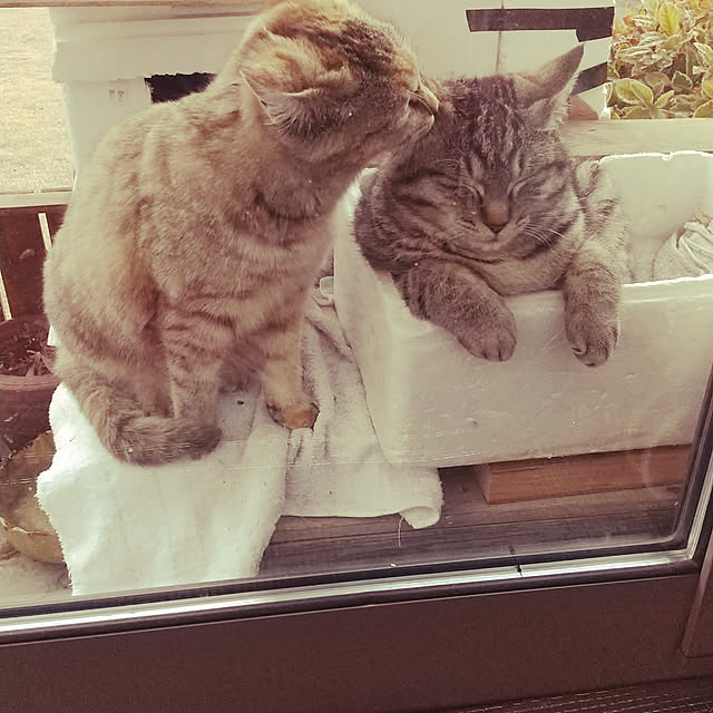 komgi12さんの実例写真