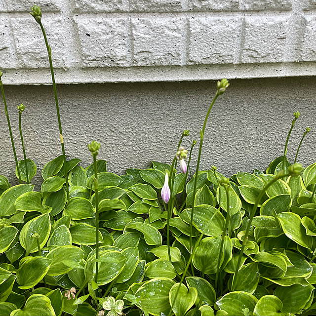 kuikoさんの部屋