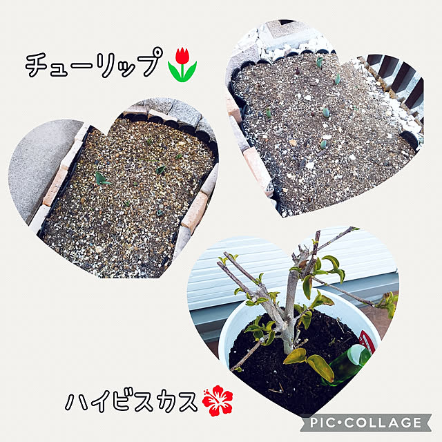 tomoさんの実例写真