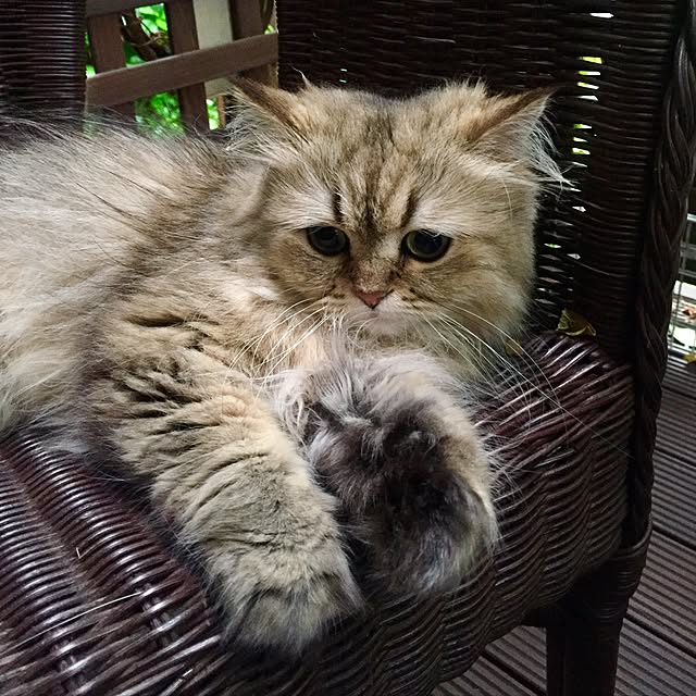 butachanさんの実例写真