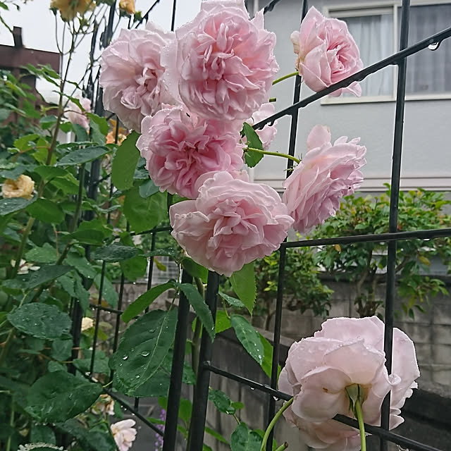 RUIさんの実例写真