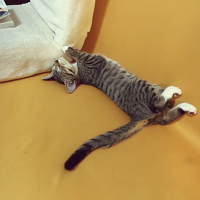 kokoさんの実例写真