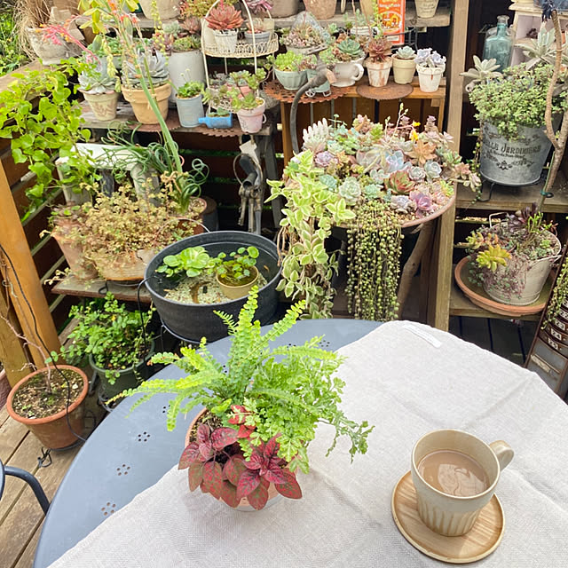 mintteaさんの部屋