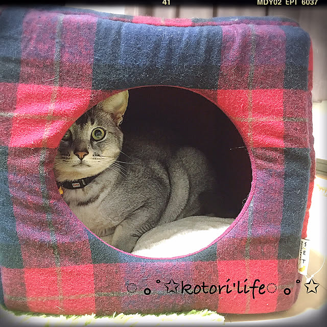 kotoriさんの実例写真