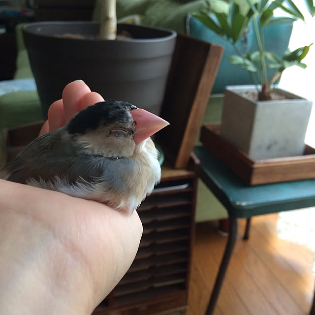 soramameさんの実例写真