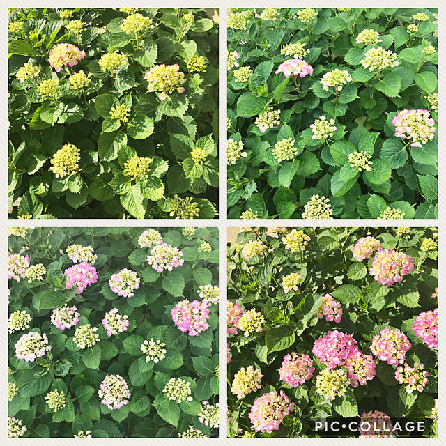 samanthakitchenさんの実例写真