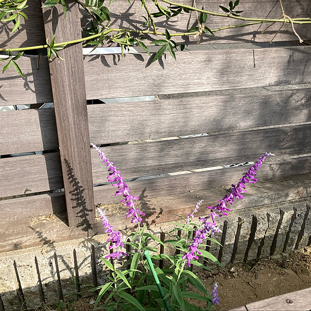 pu_chinさんの実例写真