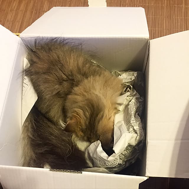 butachanさんの実例写真