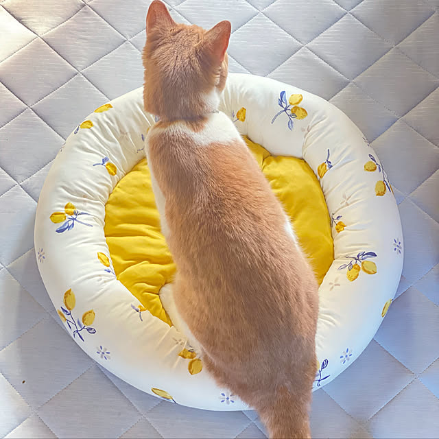 mintteaさんの実例写真