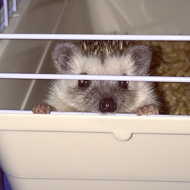 Kurumiさんの実例写真