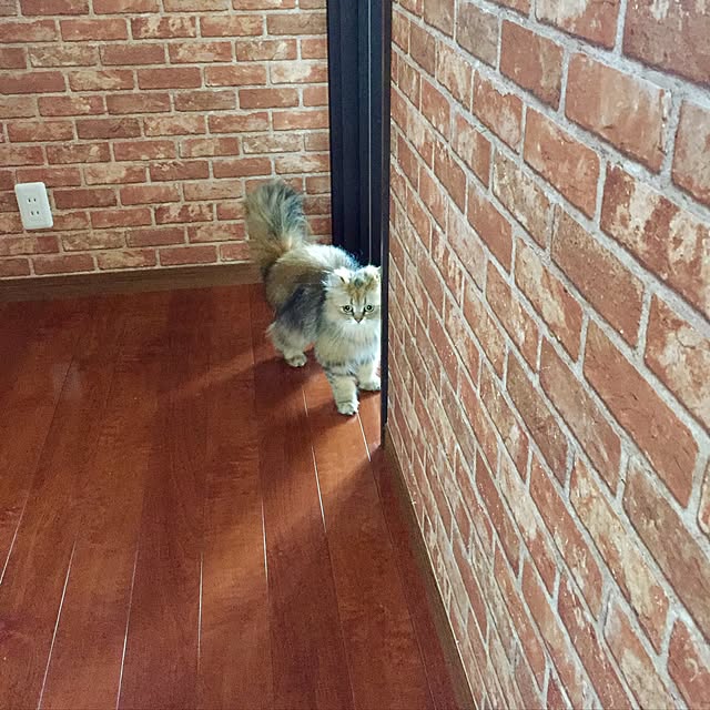 butachanさんの実例写真