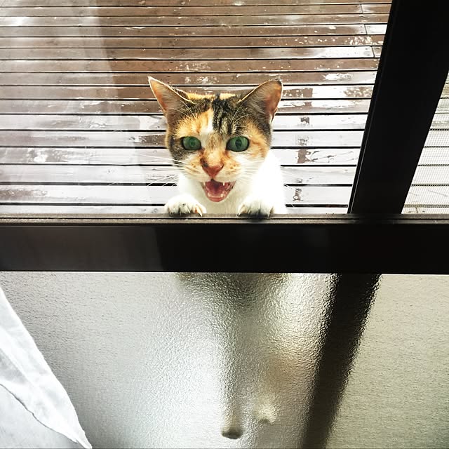 PEさんの実例写真