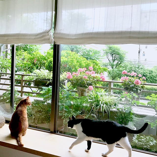 pooさんの実例写真