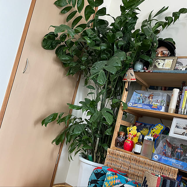 umiさんの実例写真