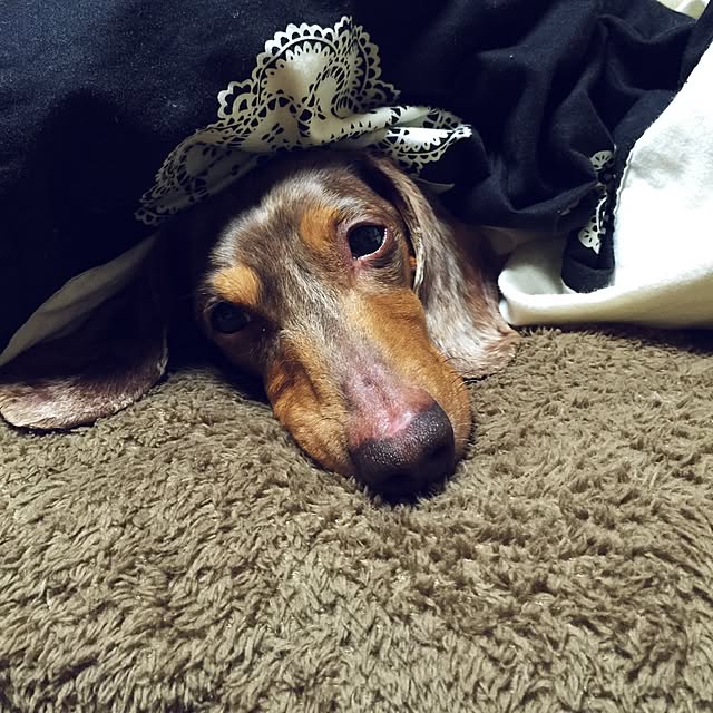 M.E.Gさんの実例写真