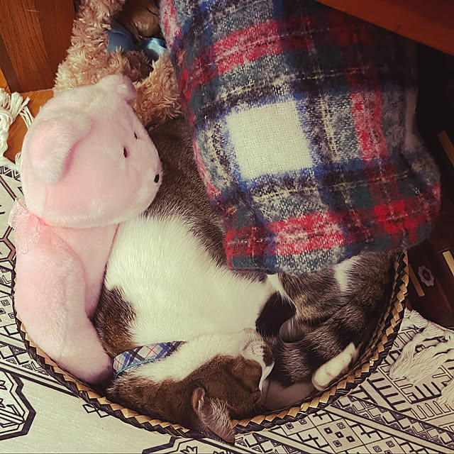 jijiさんの実例写真