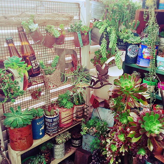 Shishiさんの実例写真