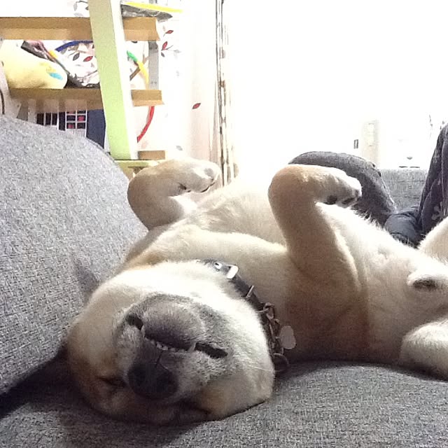 kotaさんの実例写真