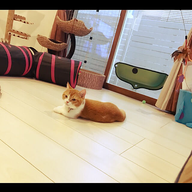 KotarouKunさんの実例写真