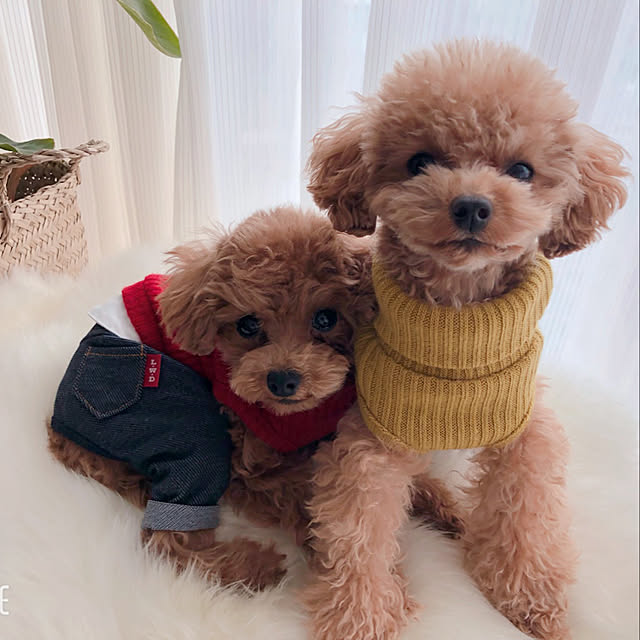 dogslifeさんの実例写真