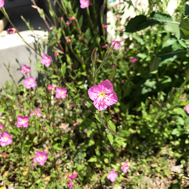 sayさんの実例写真