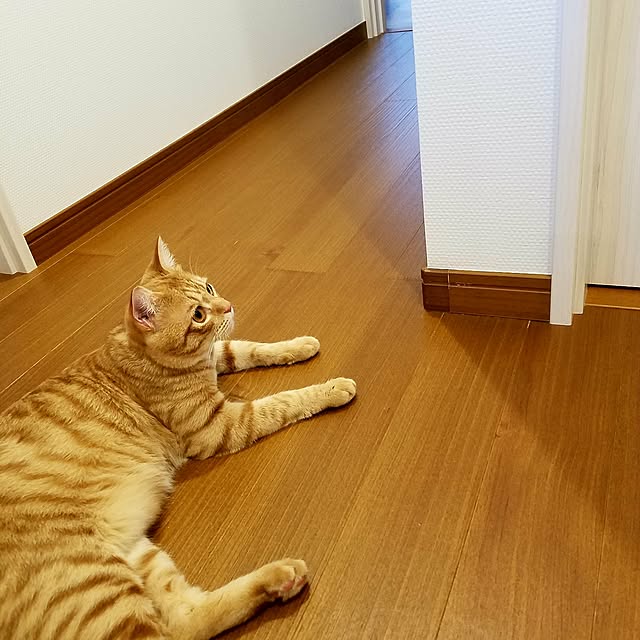 C.Tさんの実例写真
