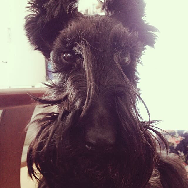 cedarrosemamさんの実例写真