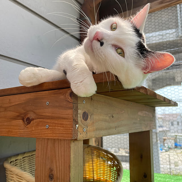 coolcats0528さんの実例写真