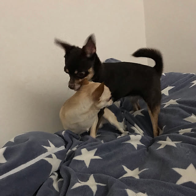 nacchintunnさんの実例写真