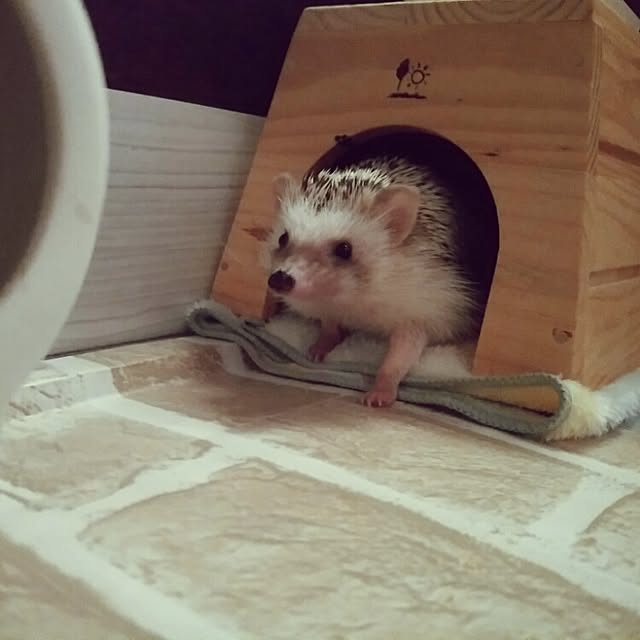 kuruさんの実例写真