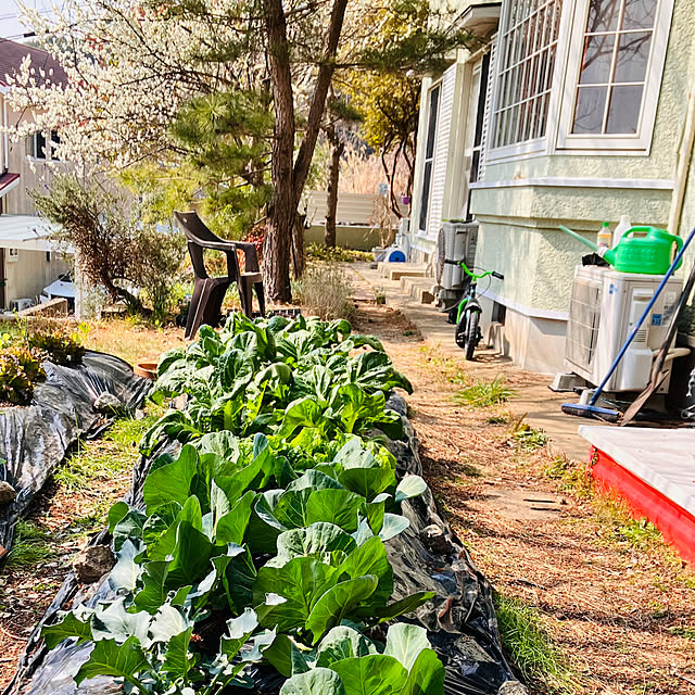 tomorinさんの実例写真