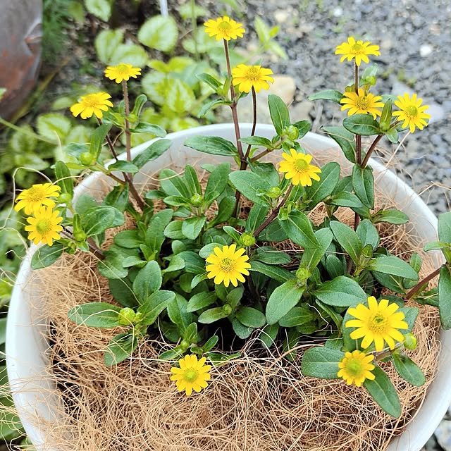 kiraさんの部屋