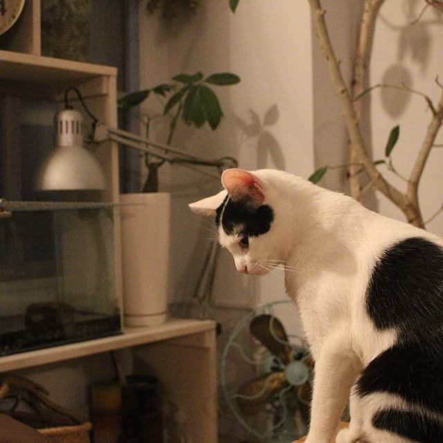 ktnさんの実例写真