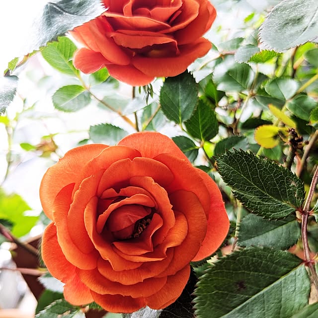 kazuさんの実例写真