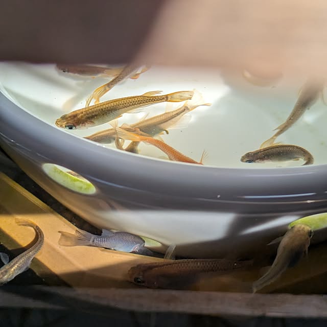 mi-saさんの実例写真