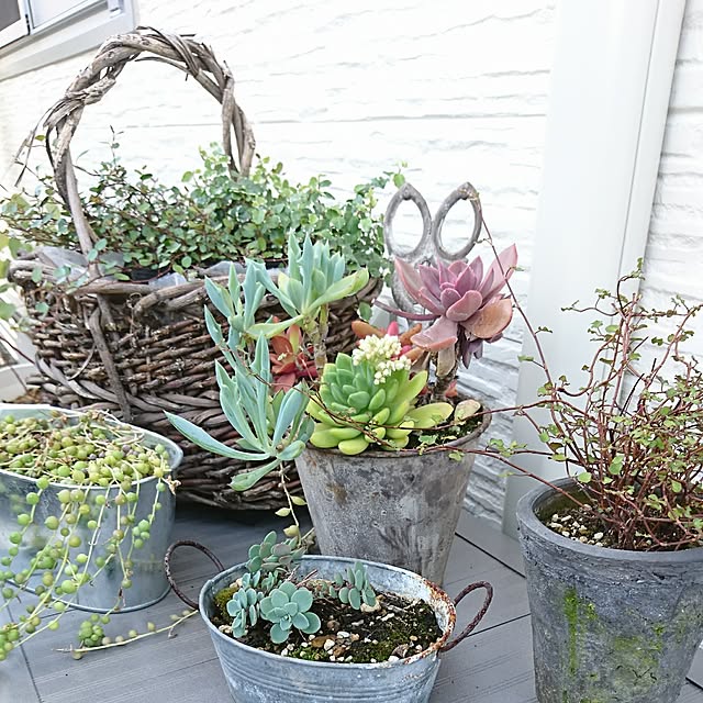 寄せ植え グリーンネックレスのおしゃれなアレンジ・飾り方の 寄せ植え グリーンネックレスのおしゃれなアレンジ・飾り方の