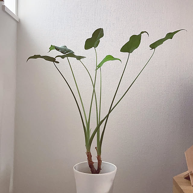 suna_kitsuneさんの実例写真