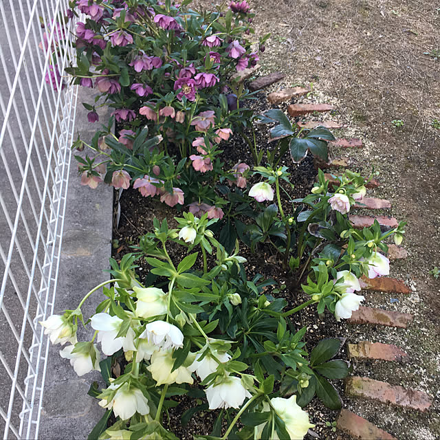yukiさんの実例写真