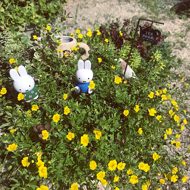 portulacaさんの実例写真