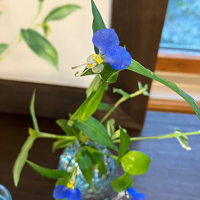 ikubooさんの部屋