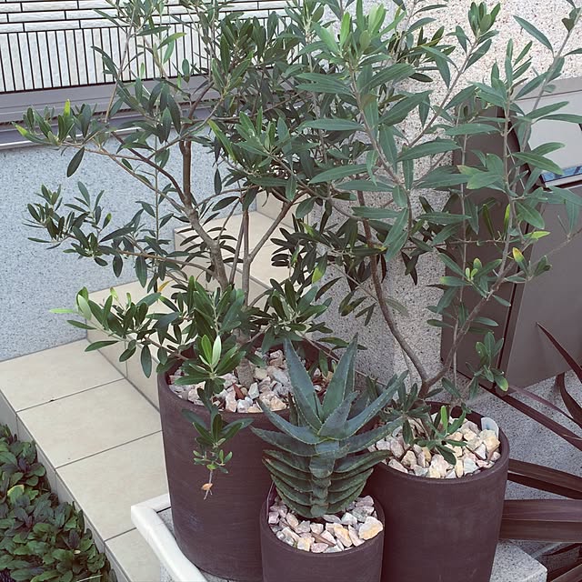 Erinacchosさんの実例写真