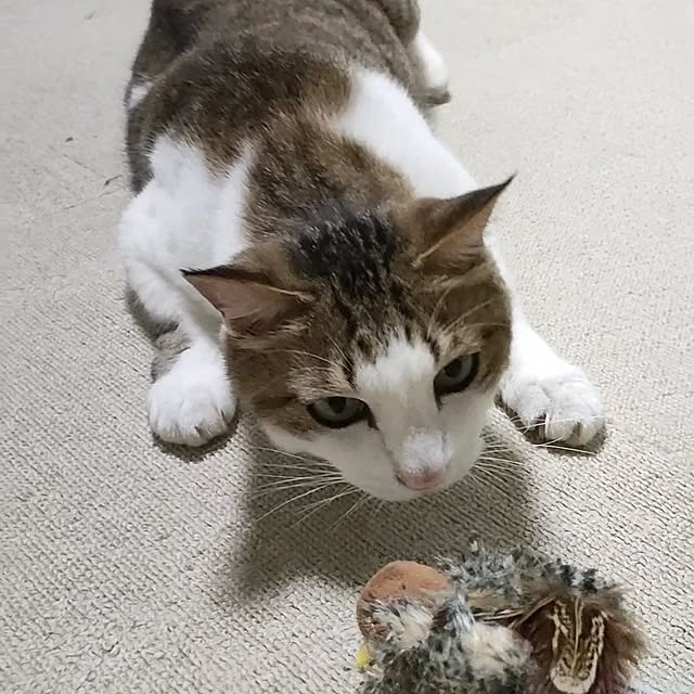 mori_6_12さんの実例写真