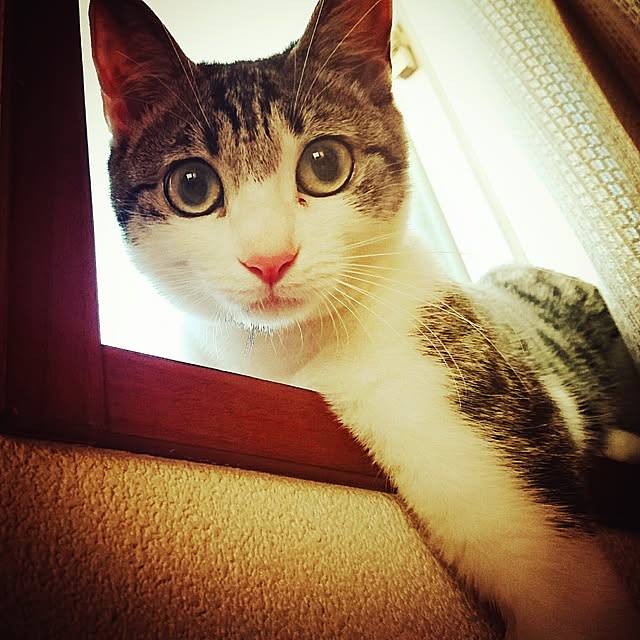 kiraさんの実例写真