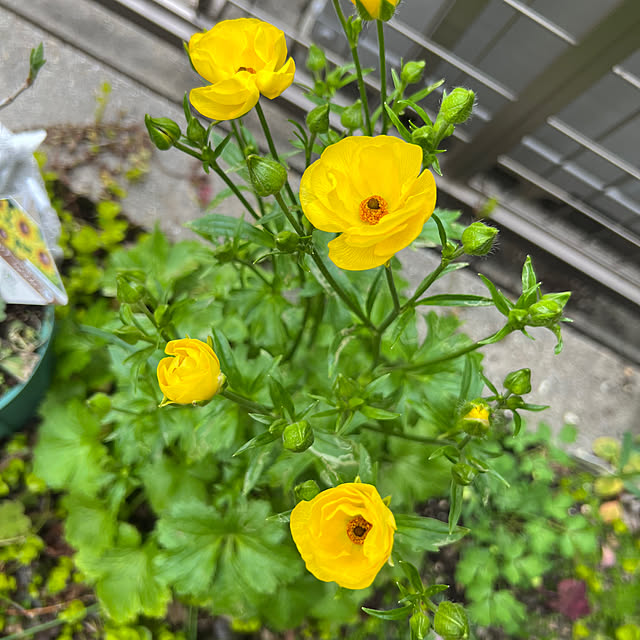 hinamamaさんの部屋