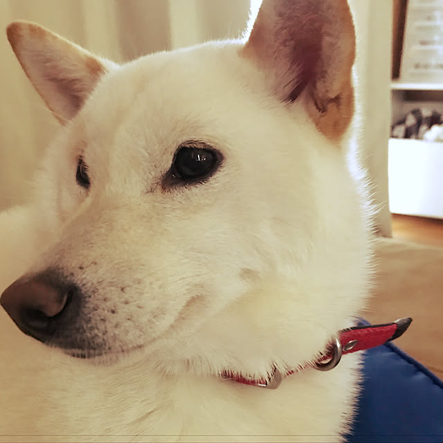 pillowsさんの実例写真