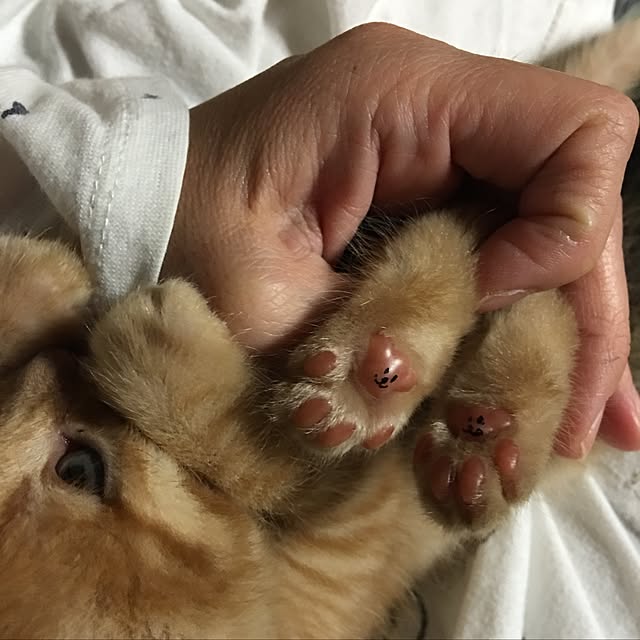 konekoさんの実例写真