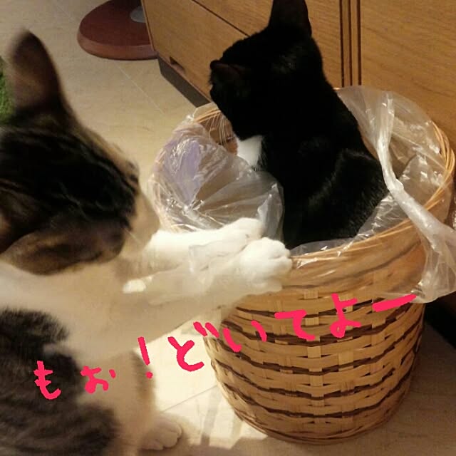 Gomaさんの実例写真