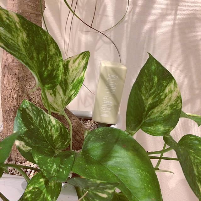 Mamiyさんの実例写真