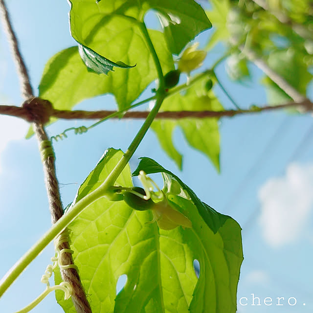 chero.さんの実例写真