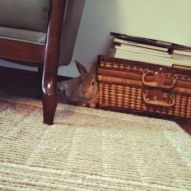 maikoさんの実例写真